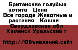 Британские голубые котята › Цена ­ 5 000 - Все города Животные и растения » Кошки   . Свердловская обл.,Каменск-Уральский г.